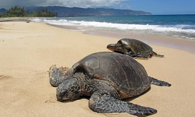 Sukamade Turtle Tour